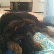 Schæferhund Charlie