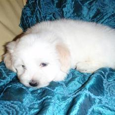Coton de tulear Uršula