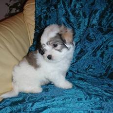 Coton de tulear Uršula