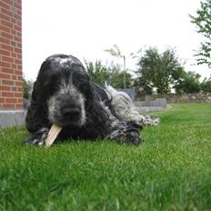 Cocker spaniel Bailey