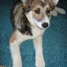 Islandsk fårehund Sofie