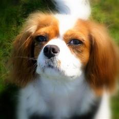 Cavalier king charles spaniel Emma | Lufter :) 