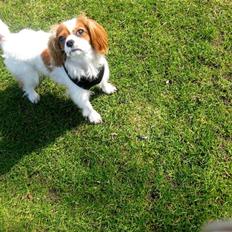 Cavalier king charles spaniel Emma | Lufter :) 