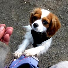 Cavalier king charles spaniel Emma | Lufter :) 