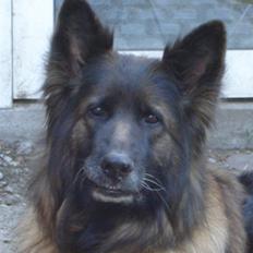 Schæferhund Tiffany