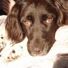 Kleiner münsterländer Sille