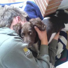 Kleiner münsterländer Sille