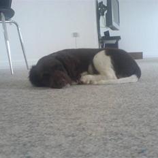 Kleiner münsterländer Sille