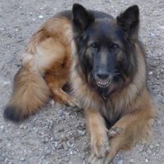 Schæferhund Tiffany
