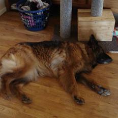 Schæferhund Tiffany