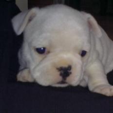 Fransk bulldog Troja