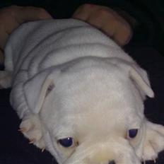 Fransk bulldog Troja
