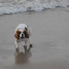 Cavalier king charles spaniel Diego R.I.P ;(
