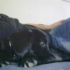 Blanding af racer Alf 