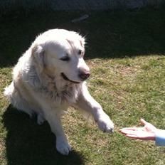 Golden retriever Simba