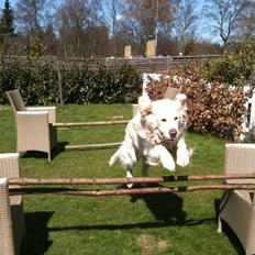 Golden retriever Simba