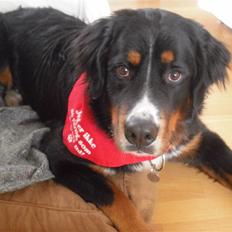 Berner sennenhund Samson