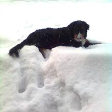 Berner sennenhund Samson