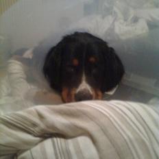 Berner sennenhund Samson