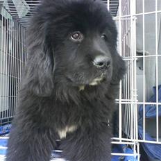 Newfoundlænder Zelda