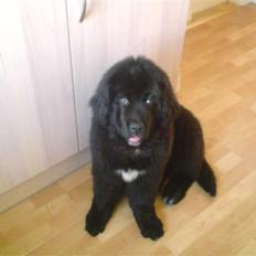 Newfoundlænder Zelda