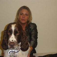 Engelsk springer spaniel Andy