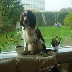 Engelsk springer spaniel Andy
