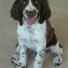 Engelsk springer spaniel Andy