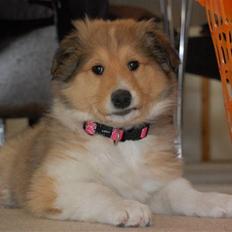 Collie langhåret CHILLI | Prinsessen