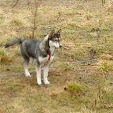 Siberian husky Luna
