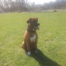 Blanding af racer Milo