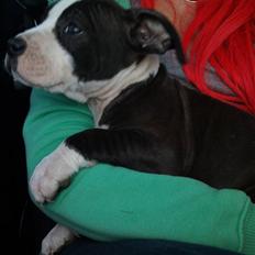 Amerikansk staffordshire terrier Tenzo