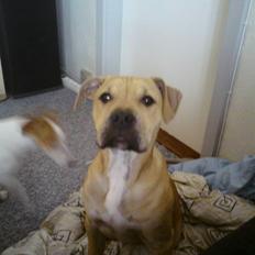 Amerikansk staffordshire terrier Teesha (R.I.P)