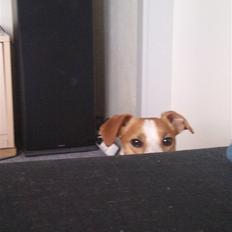 Jack russell terrier Tjaus