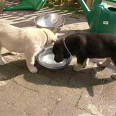 Blanding af racer samanhta