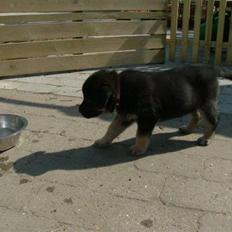 Blanding af racer samanhta