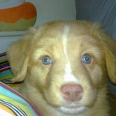 Nova scotia duck tolling retriever Shaggy tollers Wild lonel