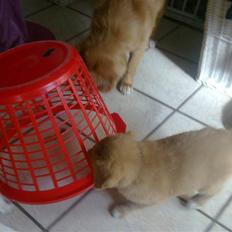 Nova scotia duck tolling retriever Shaggy tollers Wild lonel