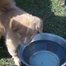 Nova scotia duck tolling retriever Shaggy tollers Wild lonel