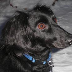 Dværggravhund Mille