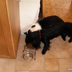 Dværggravhund Mille