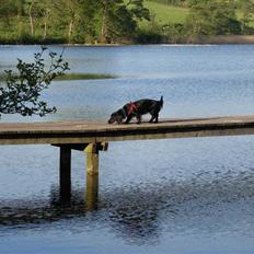 Dværggravhund Mille