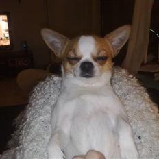 Chihuahua Simba