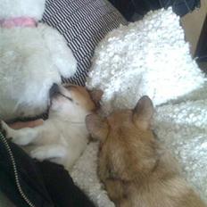 Chihuahua Simba
