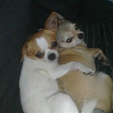 Chihuahua Simba