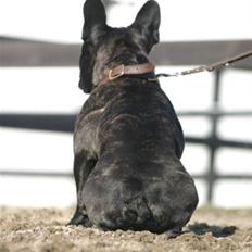 Fransk bulldog Batman