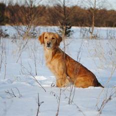 Golden retriever Sally