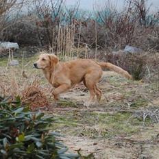 Golden retriever Sally