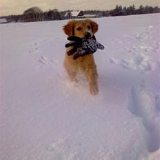 Golden retriever Sally