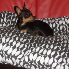 Prazsky krysarik ozzy